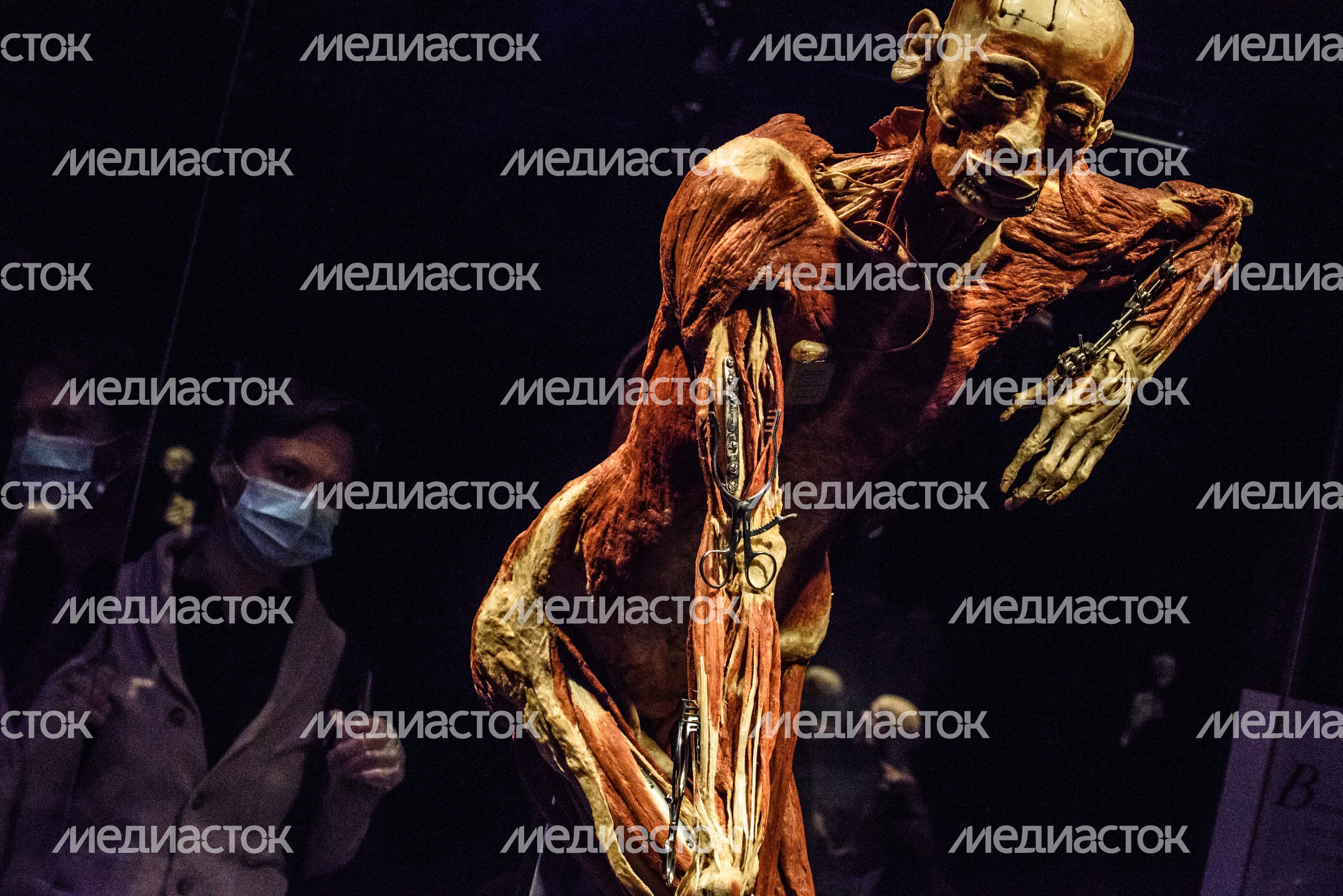 Выставка «Body Worlds» на ВДНХ