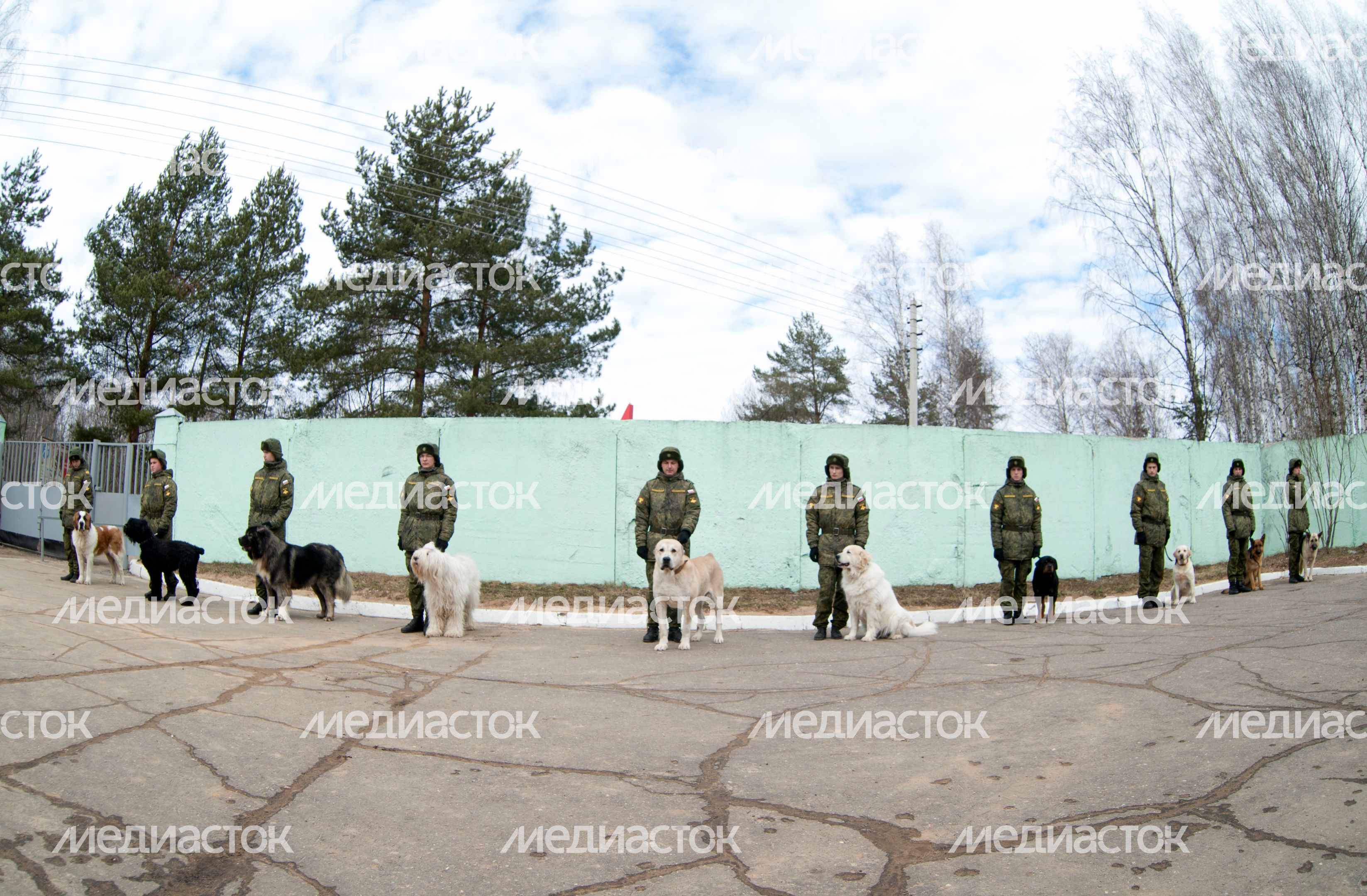 Племенной питомник «Красная Звезда» в Дмитровском районе Племенной питомник «Красная Звезда» в Дмитровском районе