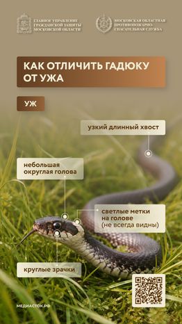 Гадюки вертикаль 02