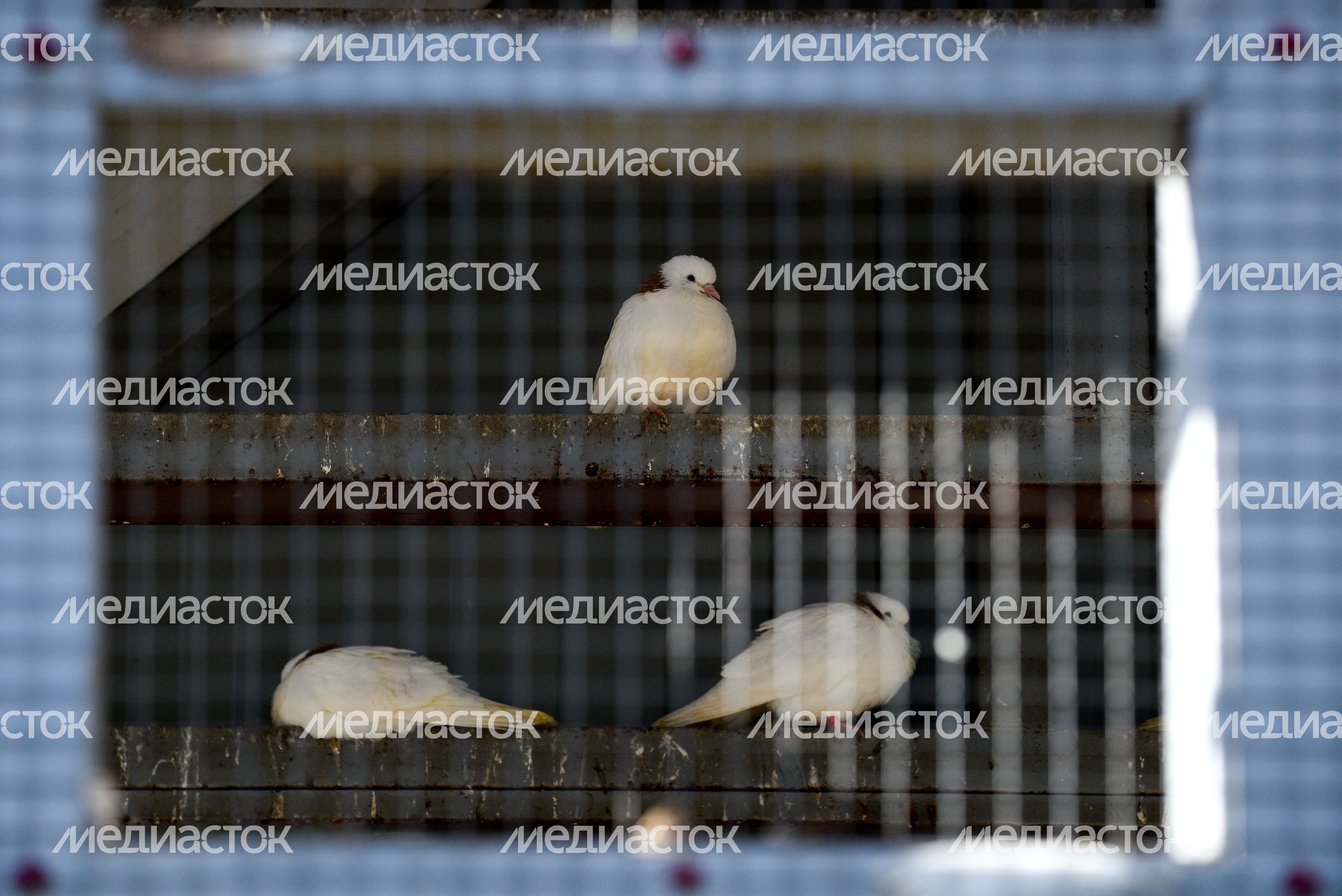 Голубятня в Москве