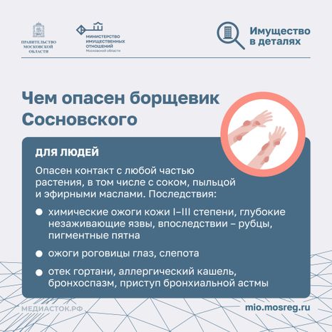 Борьба с борщевиком квадрат 04