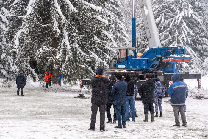Кремлевскую ель спилили в Можайском округе