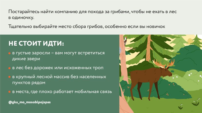 Горизонталь грибы 05.jpg
