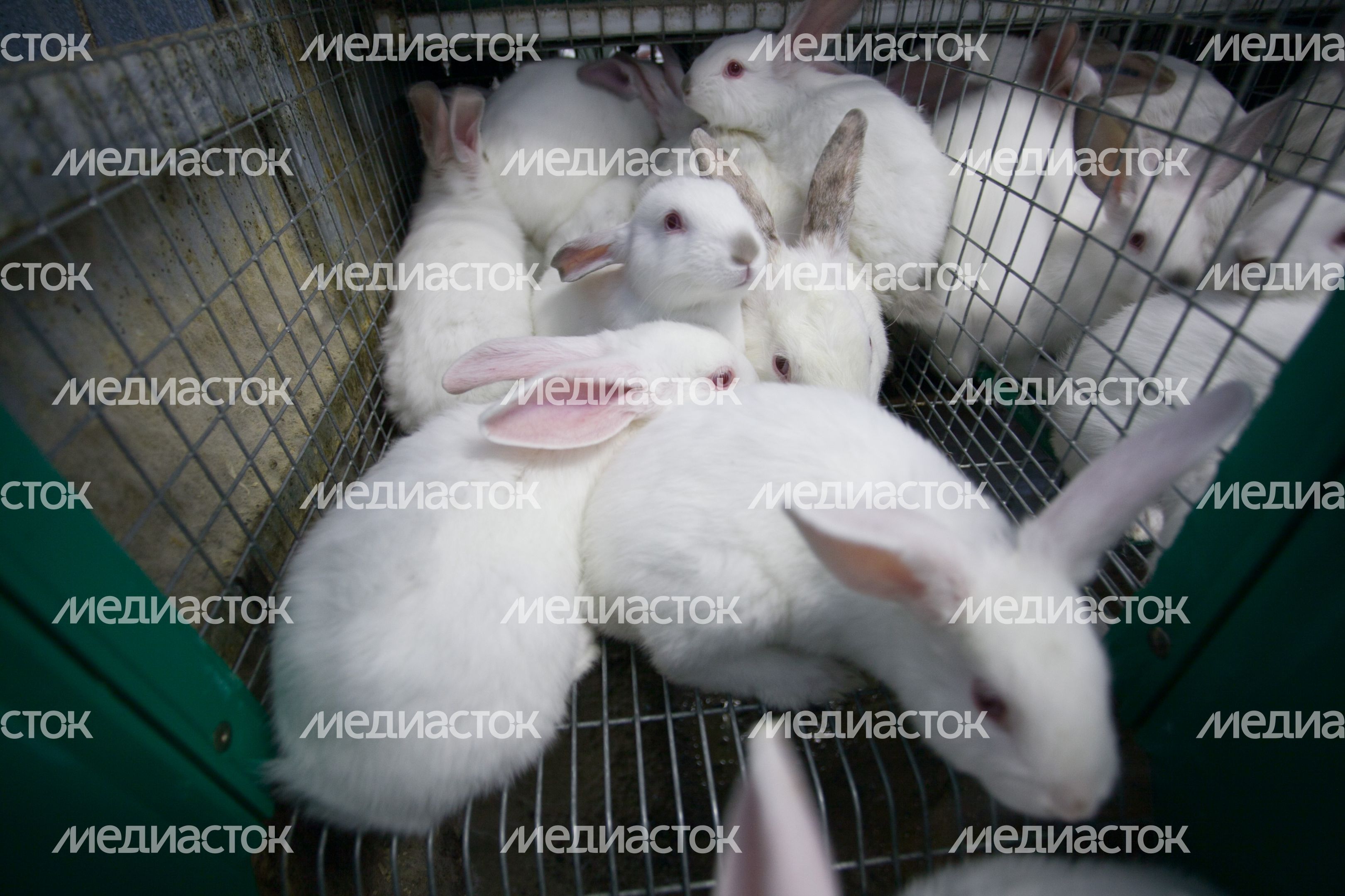 Кроличья ферма в деревне Волково