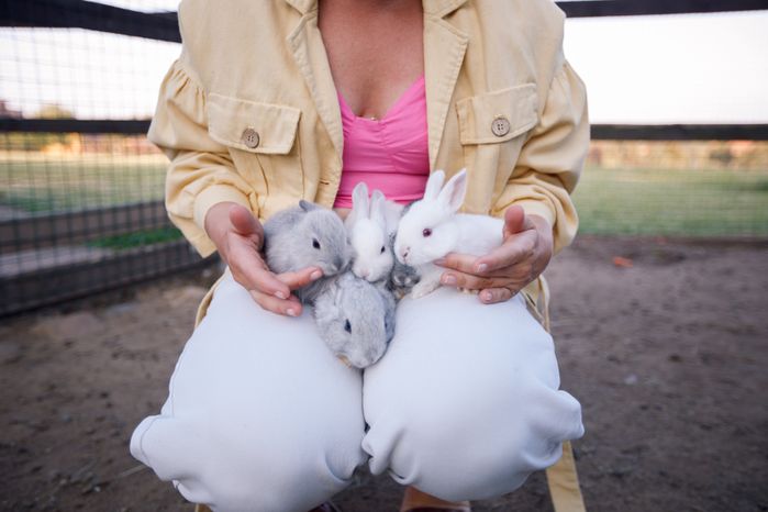 Дмитров. Ферма «Российские альпаки»