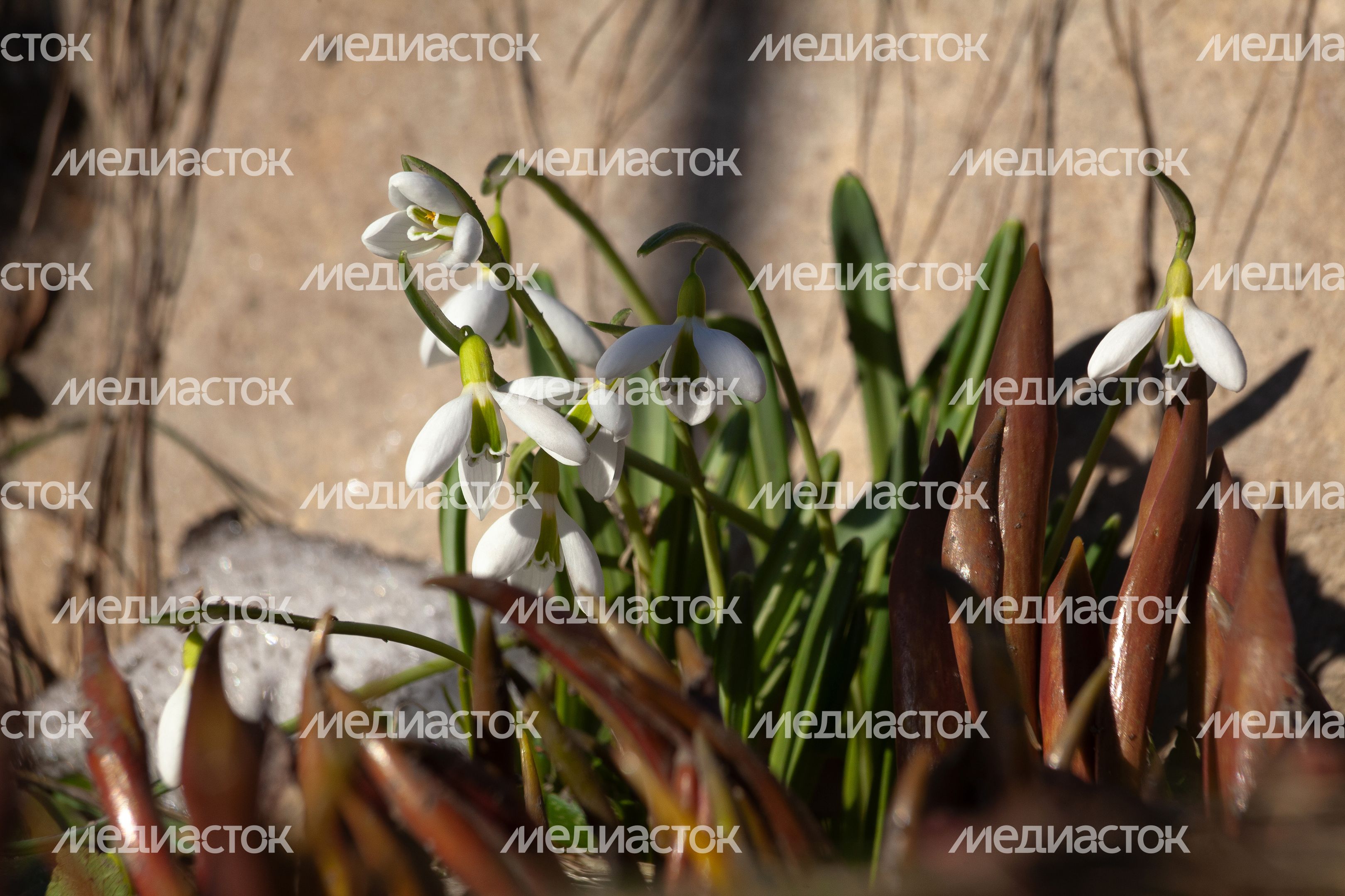 Подснежники расцвели в Подмосковье. Весна 2026 Подснежники расцвели в Подмосковье. Весна 2026