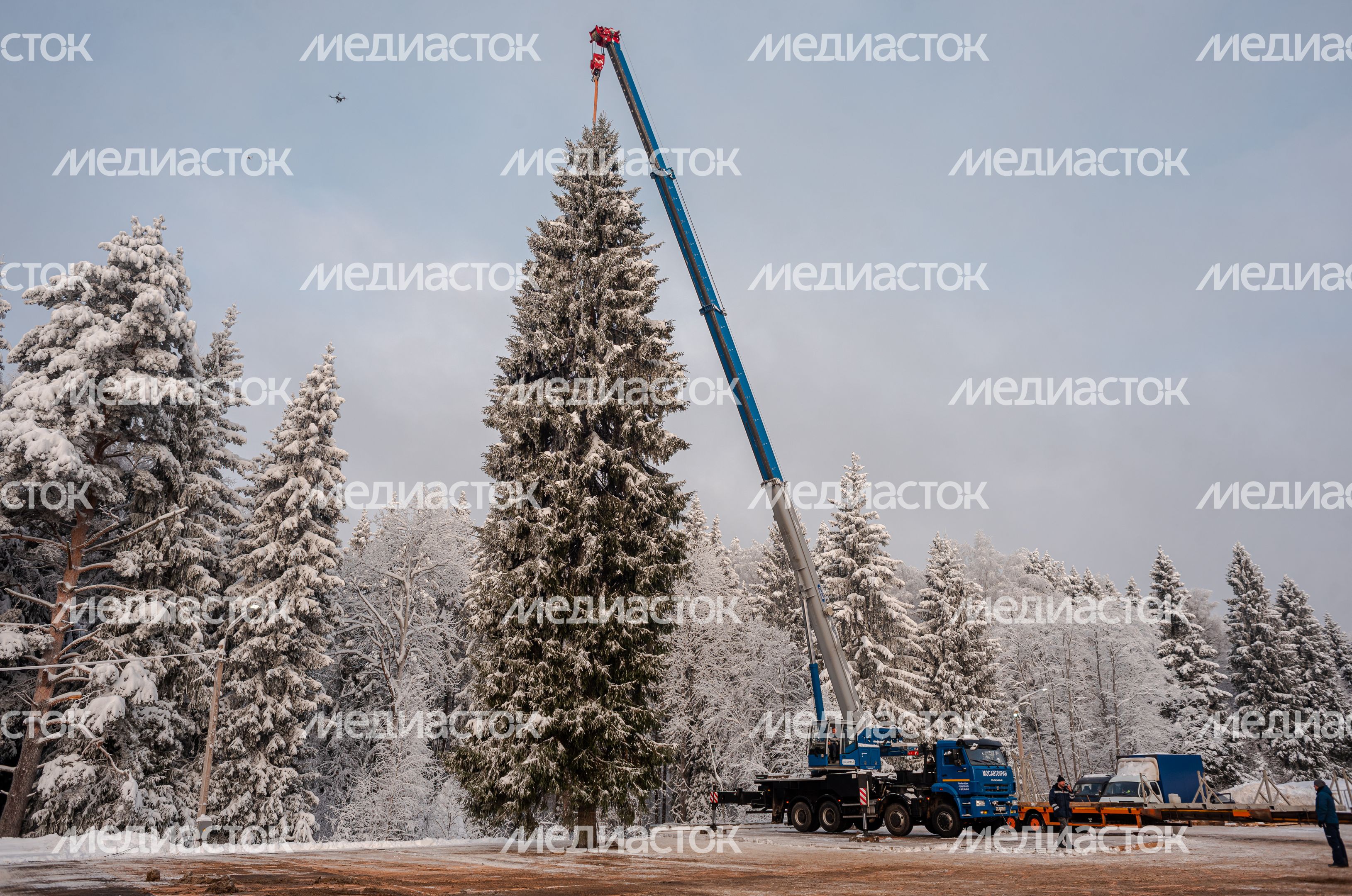 Рубка главной новогодней елки страны