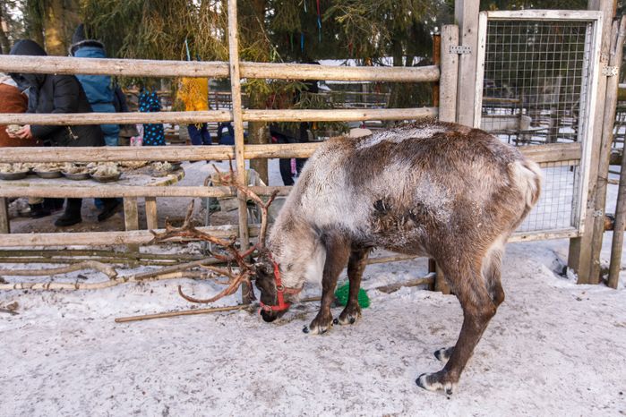 Оленья ферма ZooОleni в Рузском округе