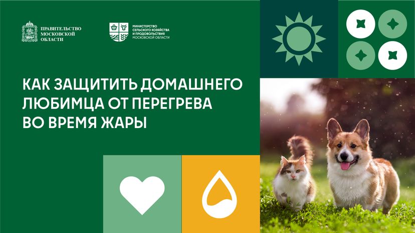 Как защитить домашнего любимца от перегрева во время жары горизонталь (1)