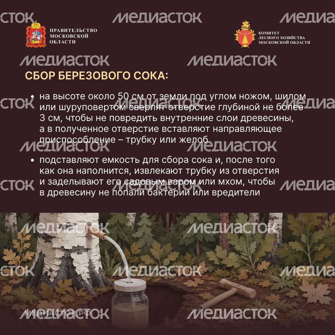 Ягоды, грибы, лекарственные растения квадрат 09
