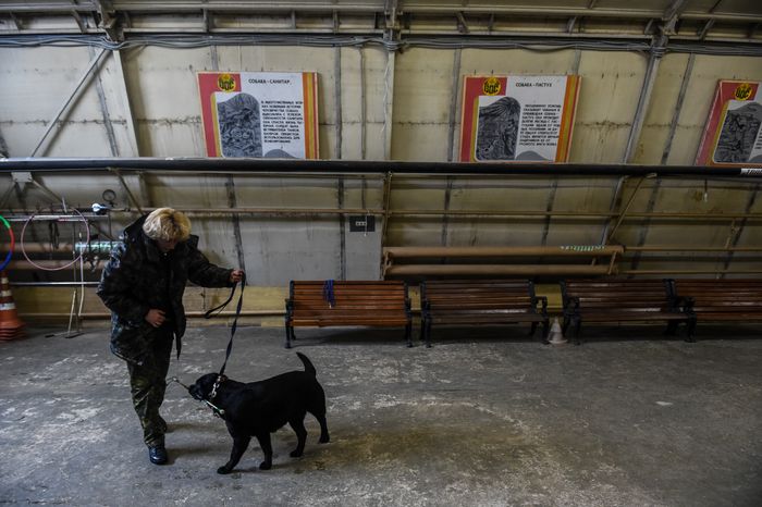 Школа собак‑проводников в Подмосковье