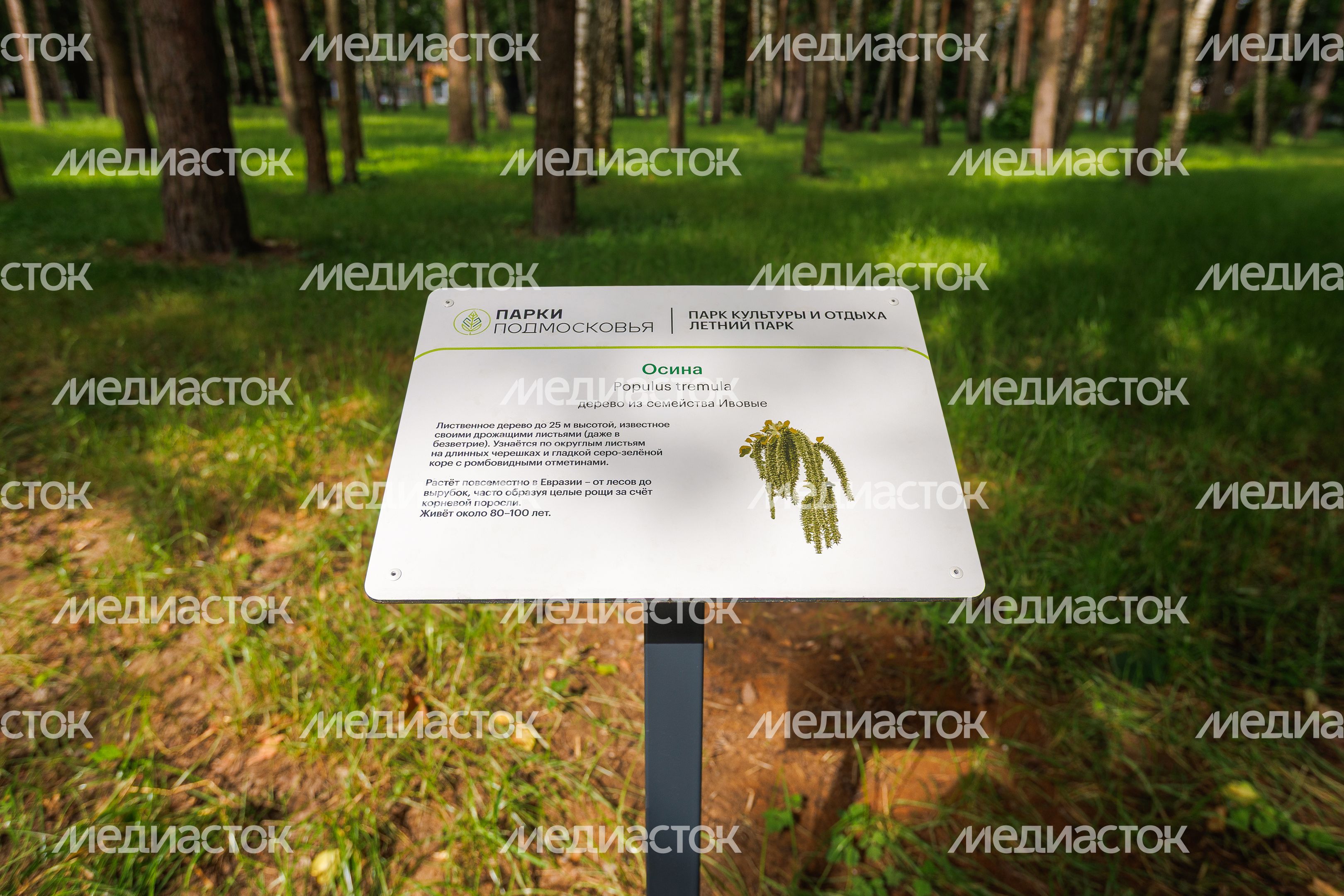 Летний парк в Малаховке округа Люберцы после благоустройства