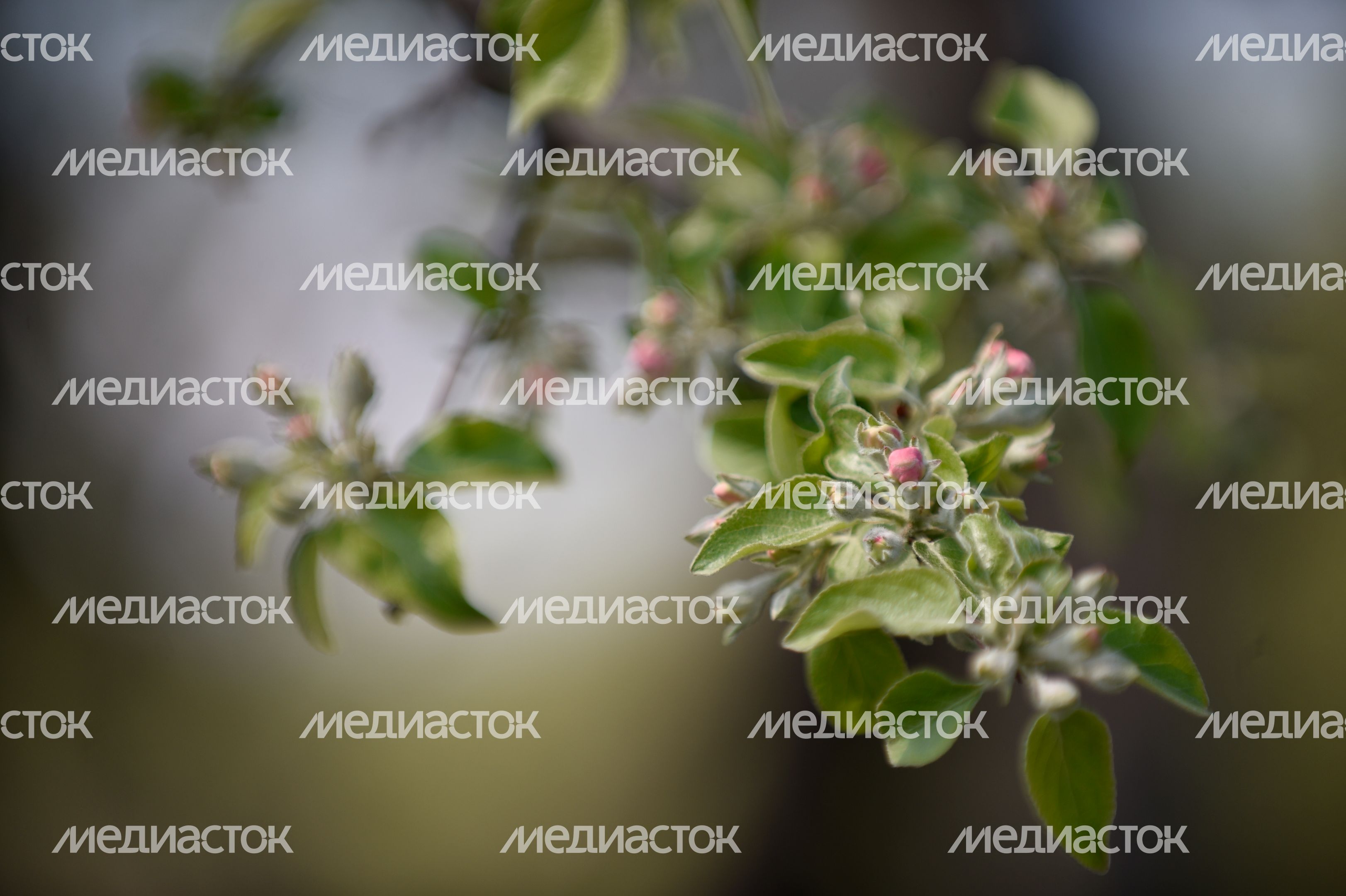Яблоня в Москве