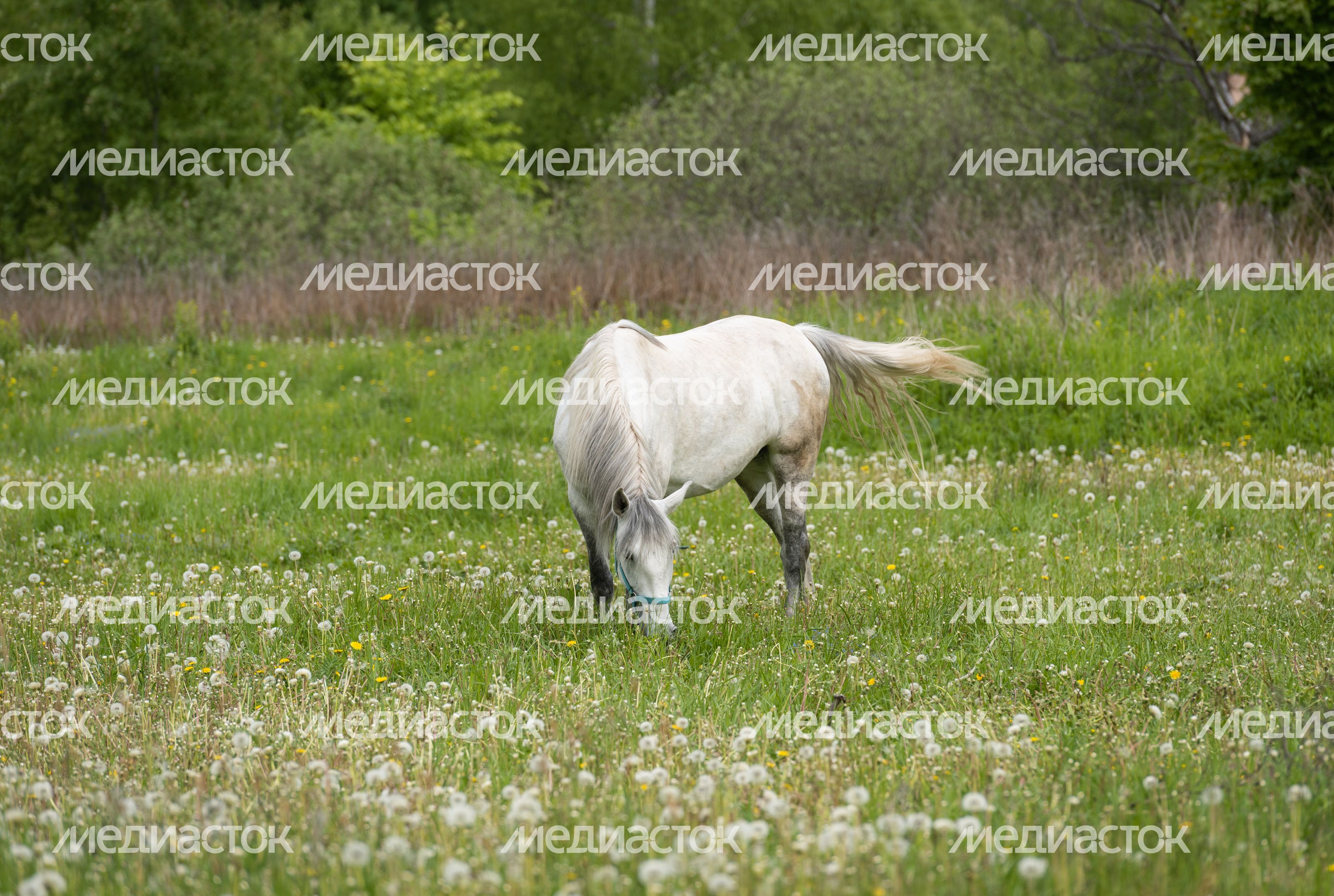Мельница в Истре