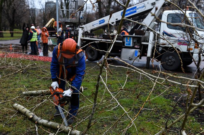 Обрезка тополей в Москве