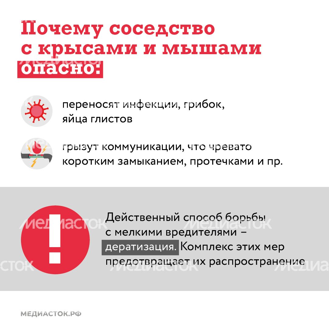 Крысы в МКД квадрат (2) Крысы в МКД квадрат (2)