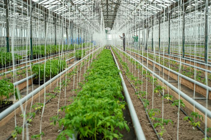 Теплицы крупного семеноводческого агропромышленного комплекса ООО «Агрофирма Партнер»