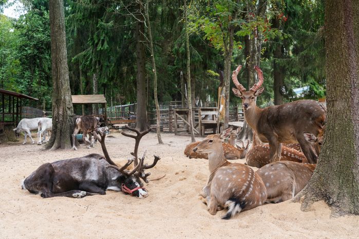 Оленья ферма ZooОleni в Рузском округе летом