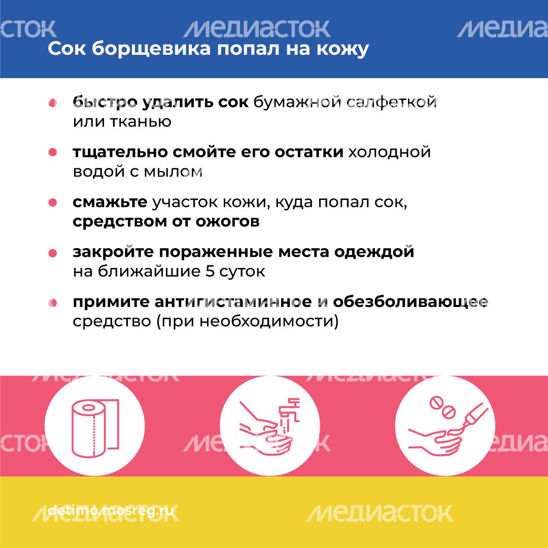 Квадрат_Борщевик Сосновского_06.png