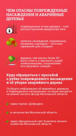Аварийные деревья