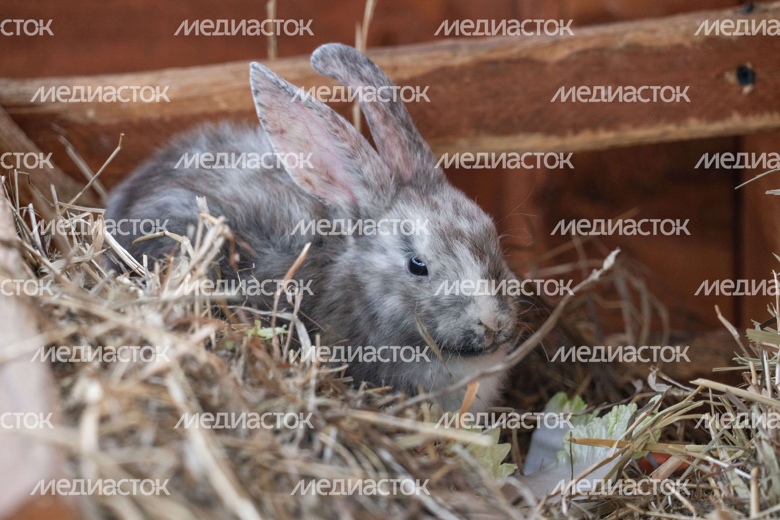 Летний парк львов "Земля прайда" в Клину Летний парк львов "Земля прайда" в Клину
