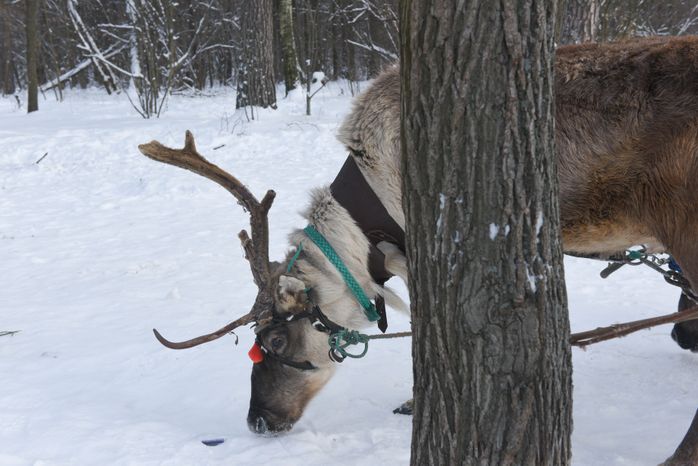 Оленья ферма в Дзержинском
