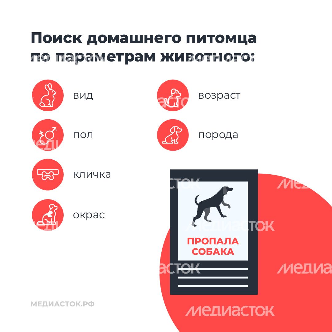 Домашние животные квадрат 06