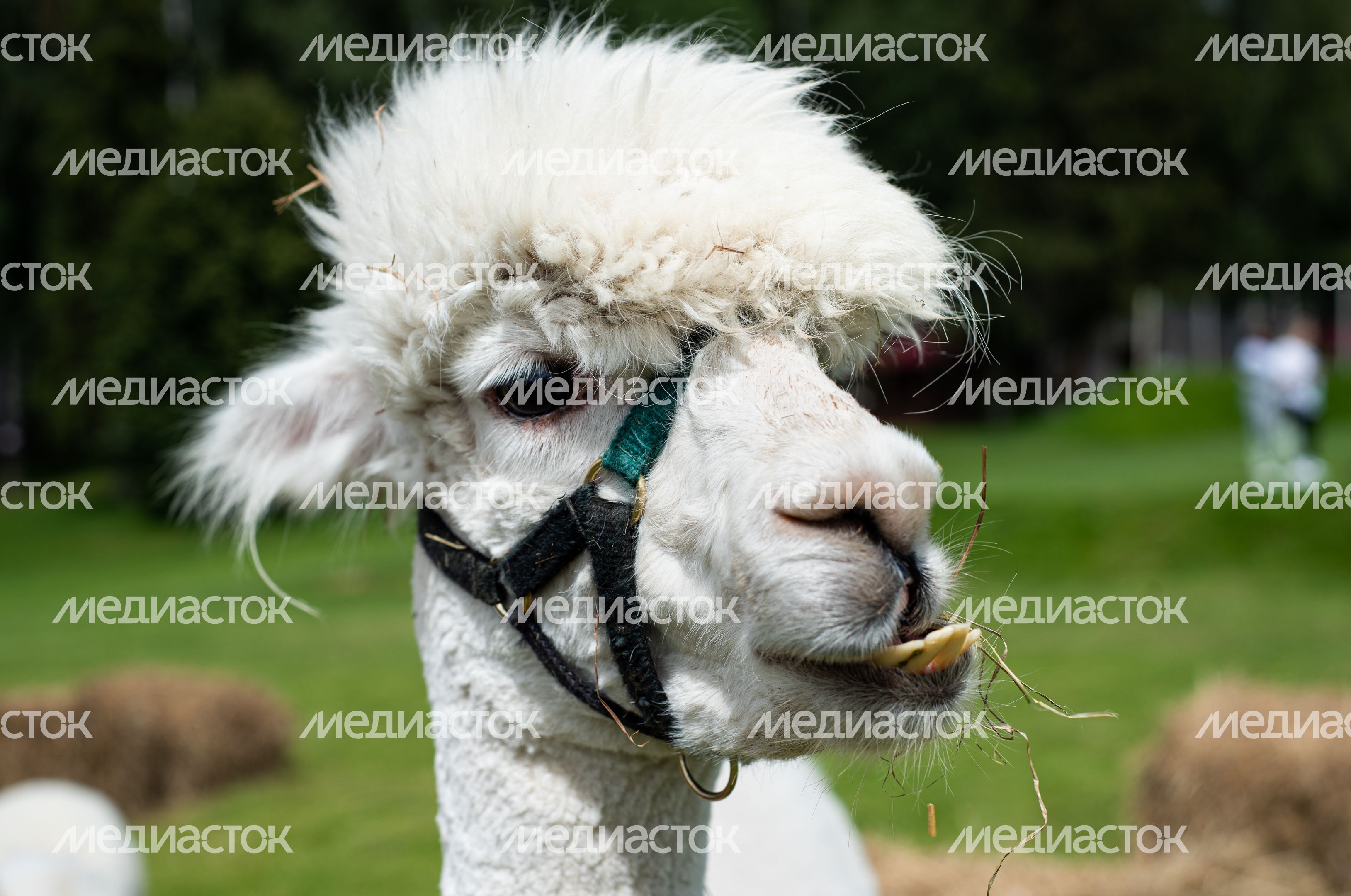 Гастрономический фестиваль Alpaca Wellbeing Fest
