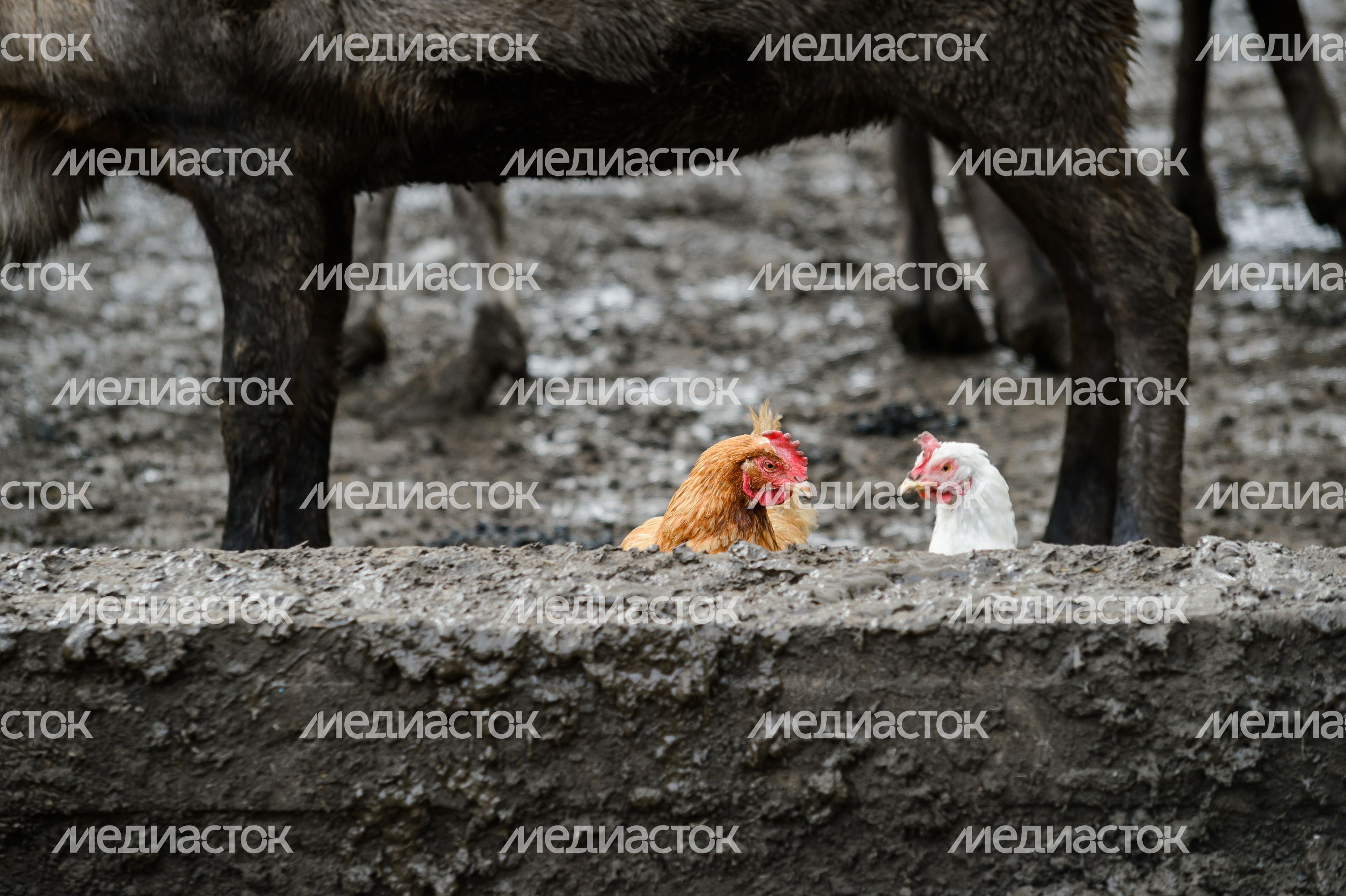 Дзержинский. Оленья ферма Дзержинский. Оленья ферма