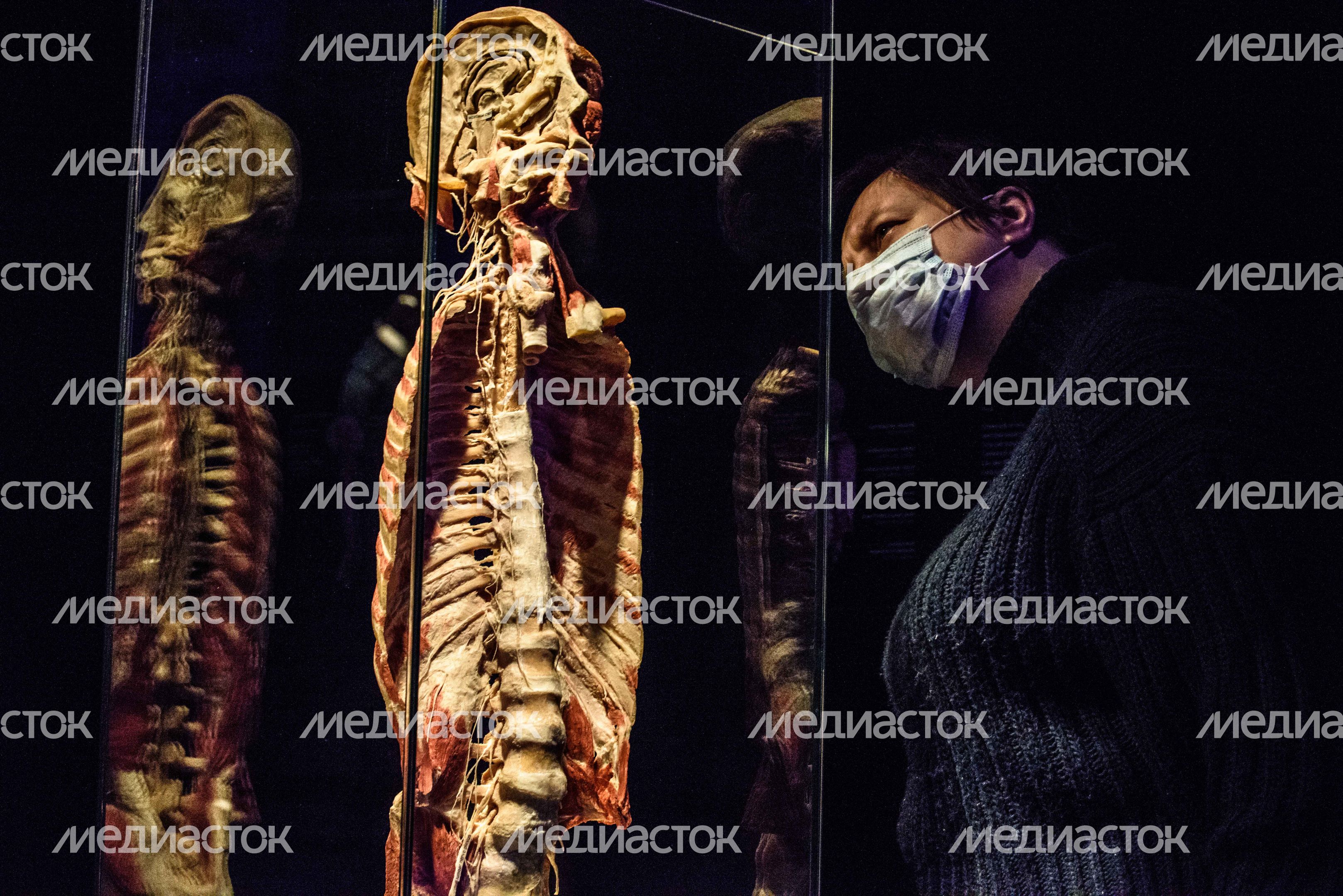 Выставка «Body Worlds» на ВДНХ