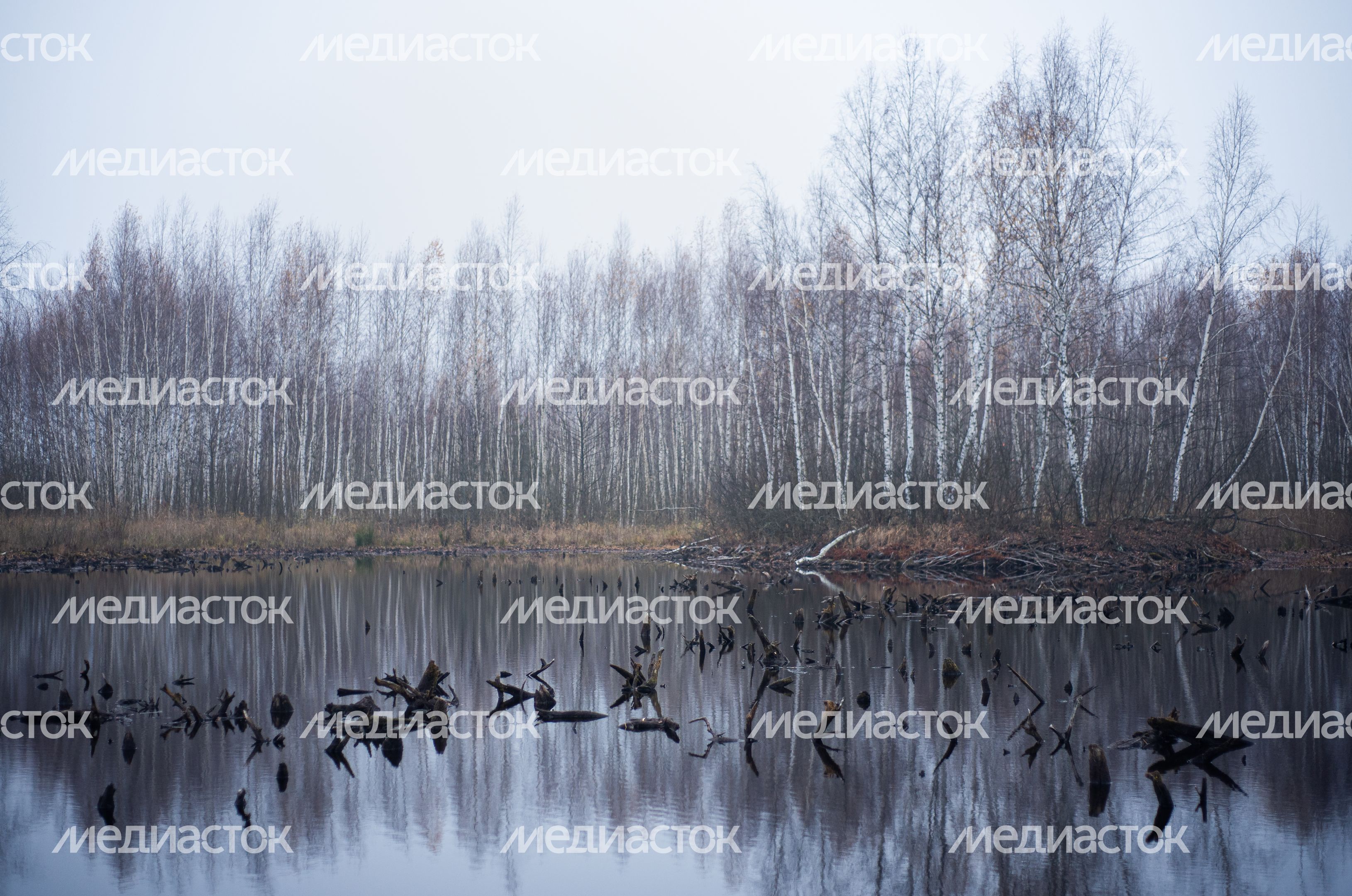 Шатурские болота