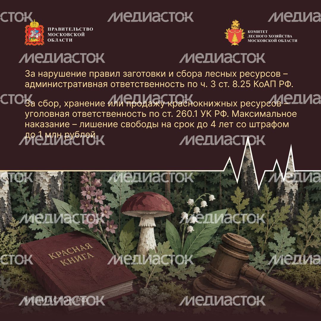 Ягоды, грибы, лекарственные растения квадрат 10