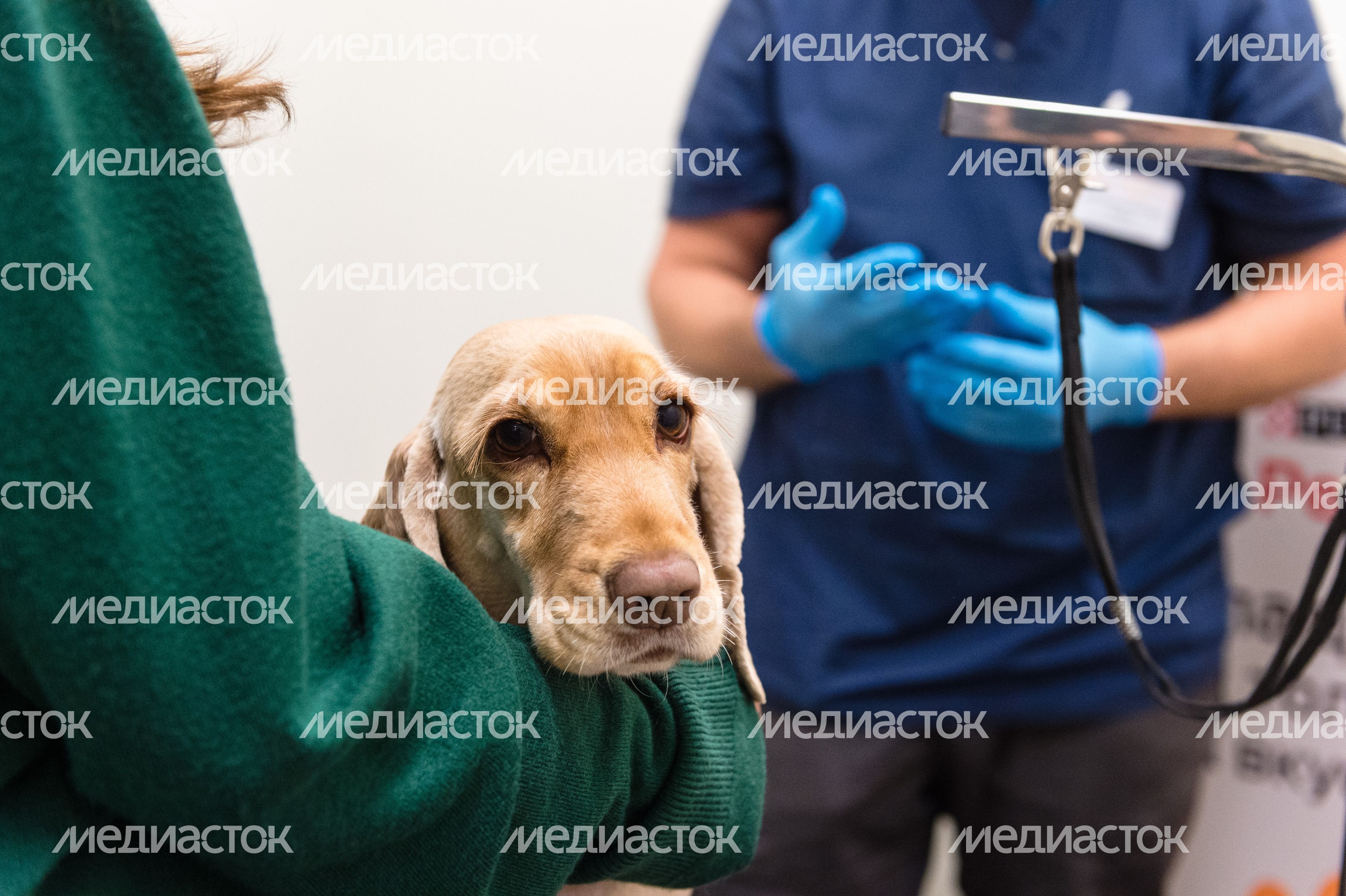 Pet‑friendly офис Purina