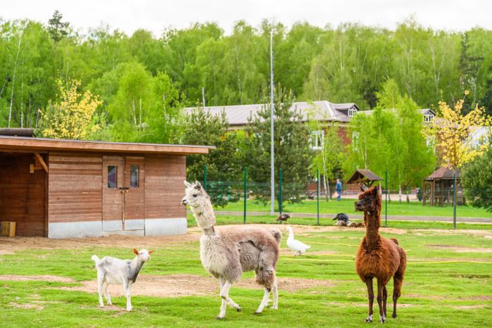 Зоопарк в парк-отеле «Орловский» в Ленинском округе
