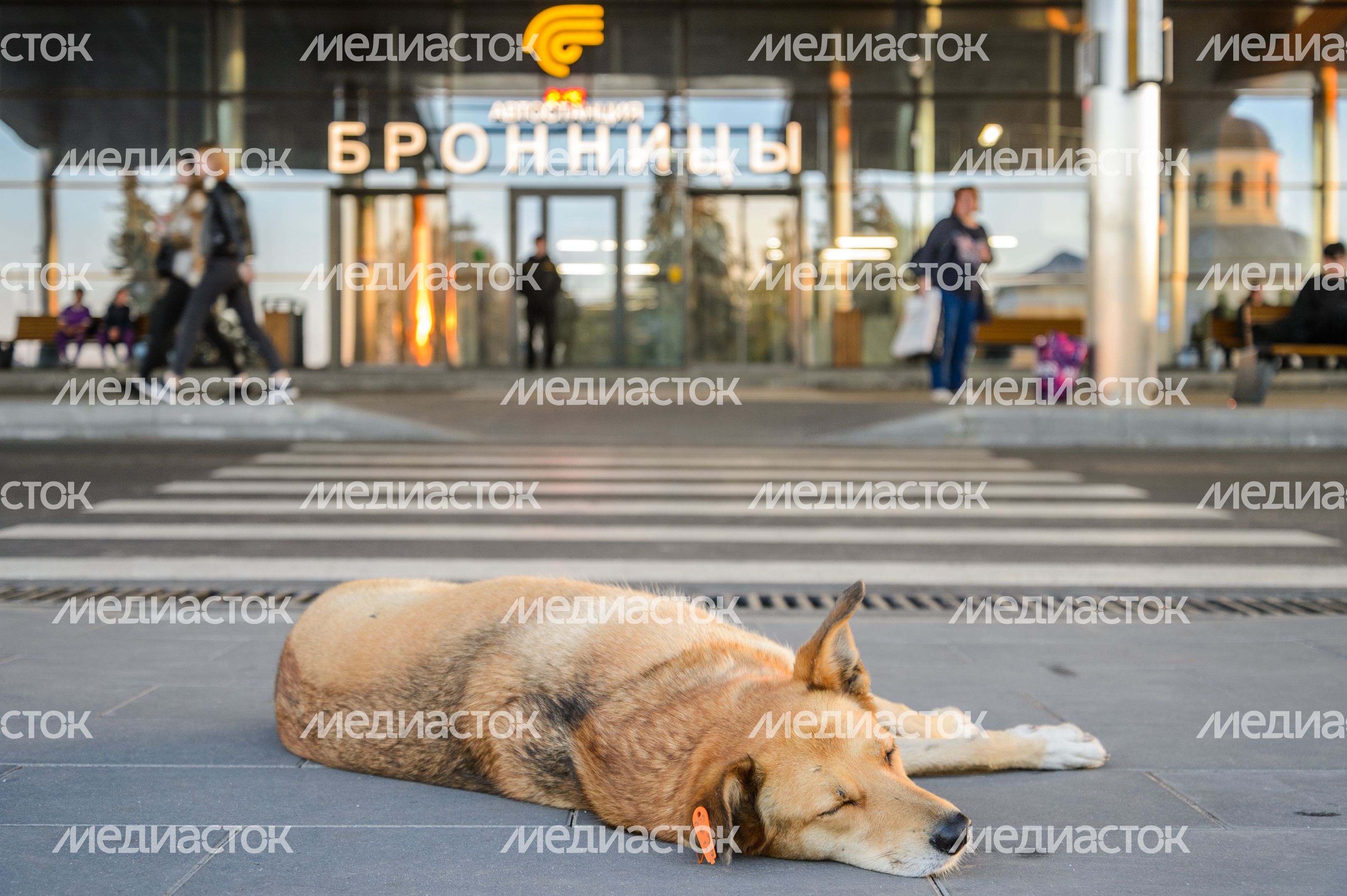 Бронницы. Автостанция Бронницы. Автостанция
