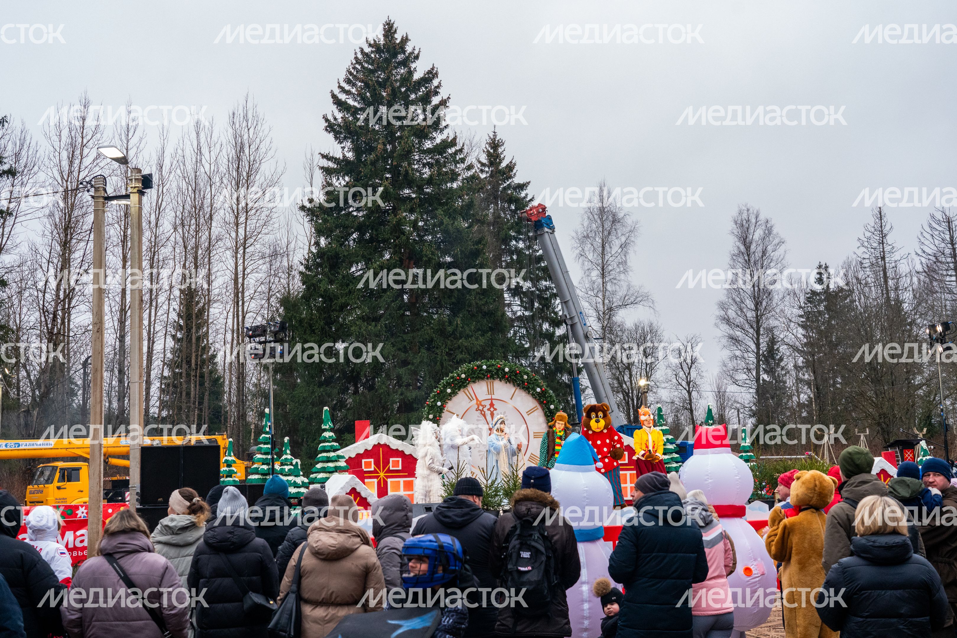 Главную новогоднюю елку страны спилили в Рузском округе Главную новогоднюю елку страны спилили в Рузском округе