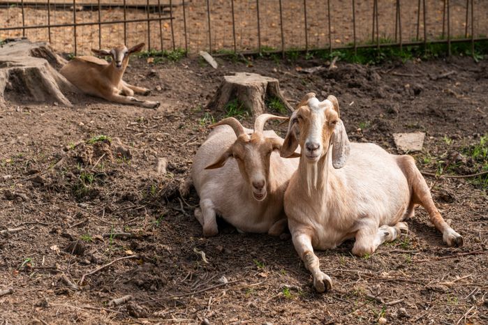 Оленья ферма ZooОleni в Рузском округе летом
