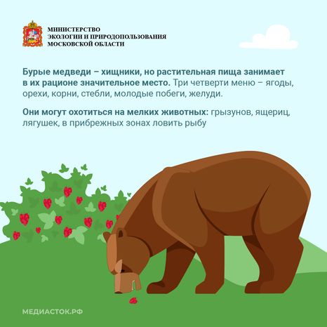Медведь – сосед, которого нужно знать_квадрат 04