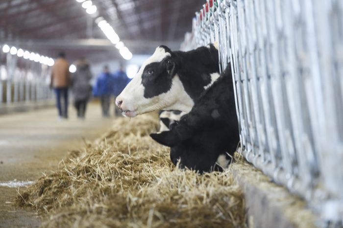 Открытие нового молочного комплекса TH True Milk в Подмосковье, 2 часть