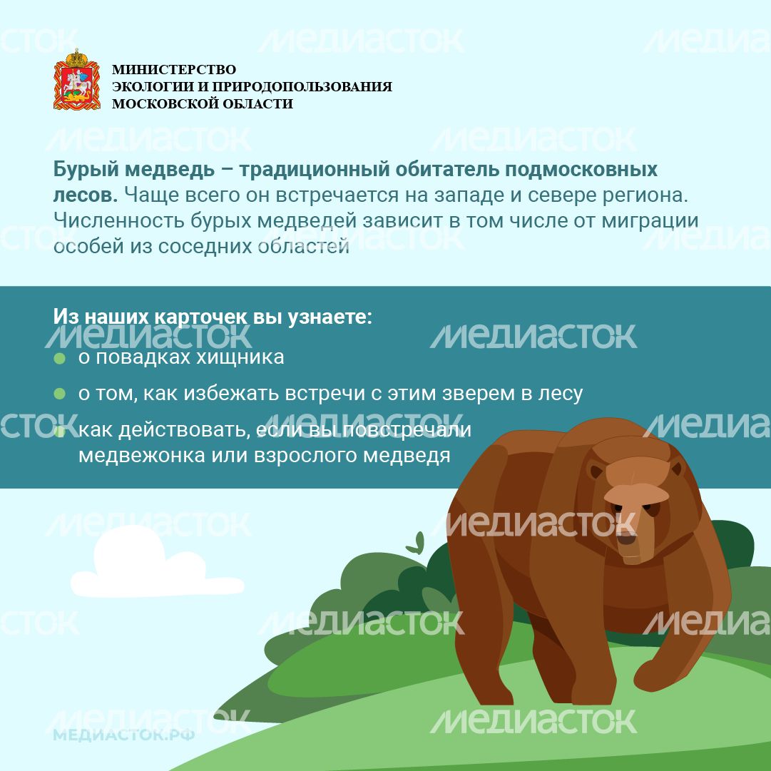 Медведь – сосед, которого нужно знать_квадрат 02