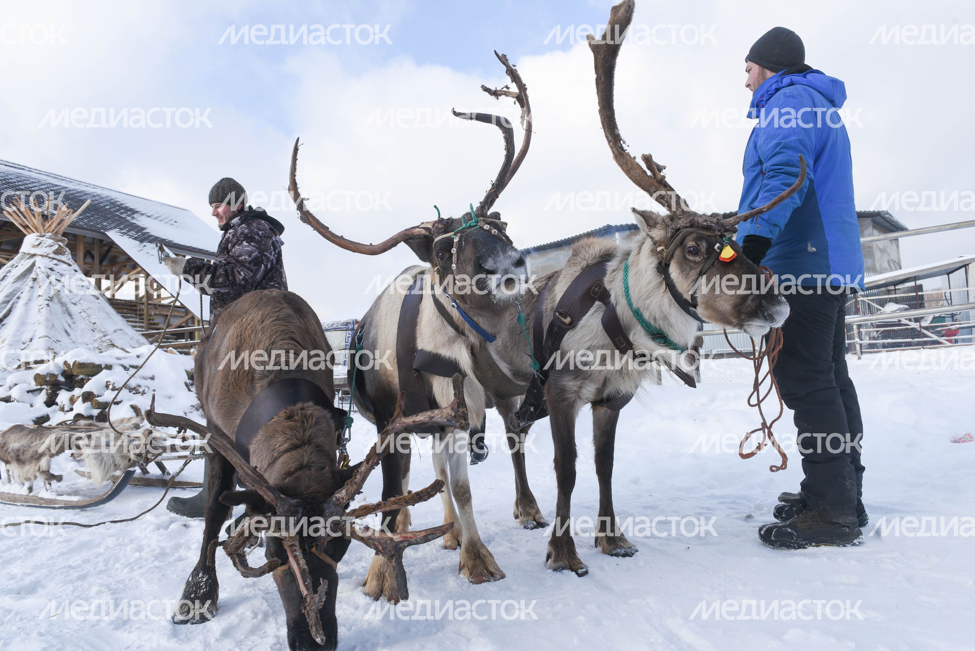 Оленья ферма в Дзержинском