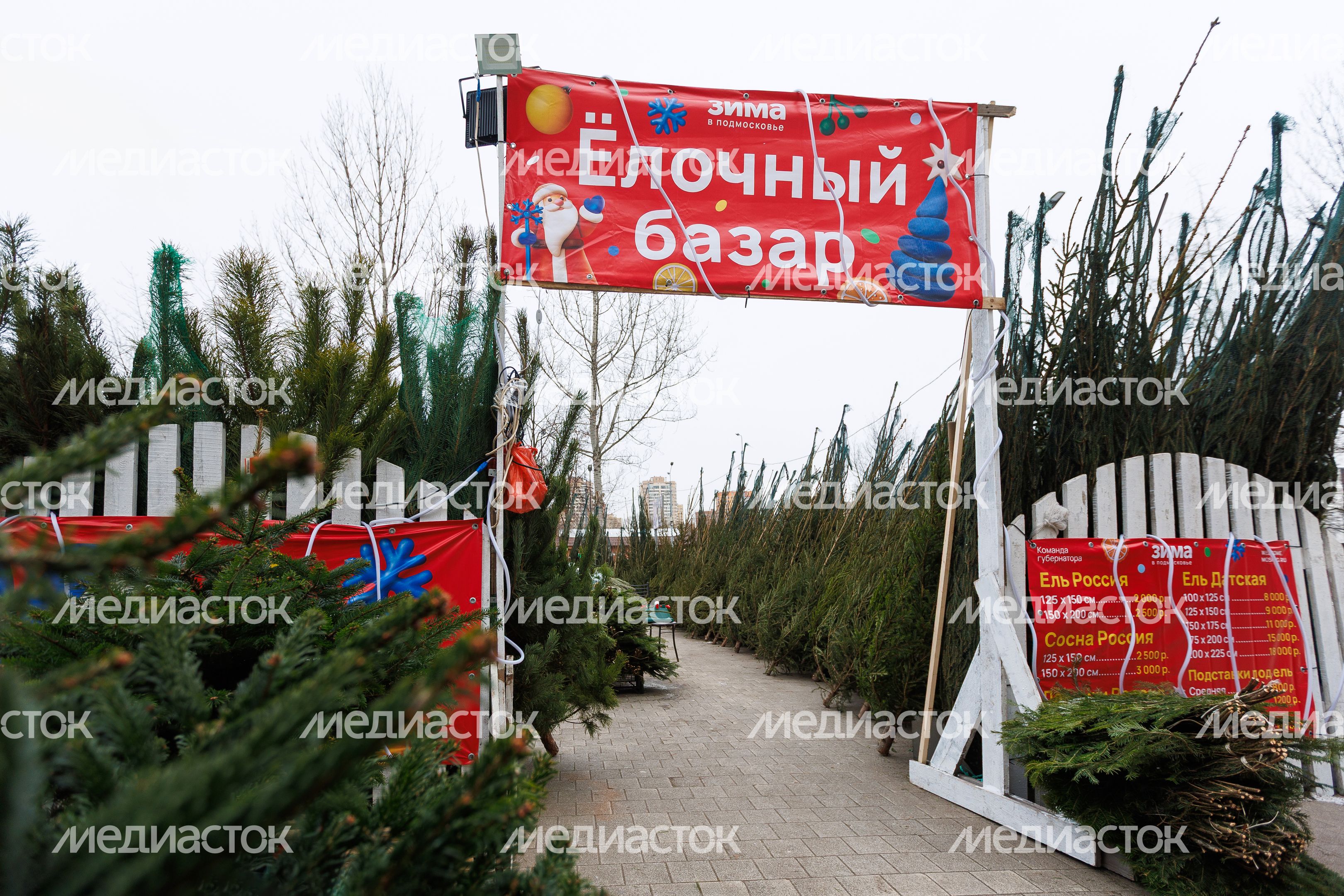 Елочный базар в Александровском сквере города Реутов