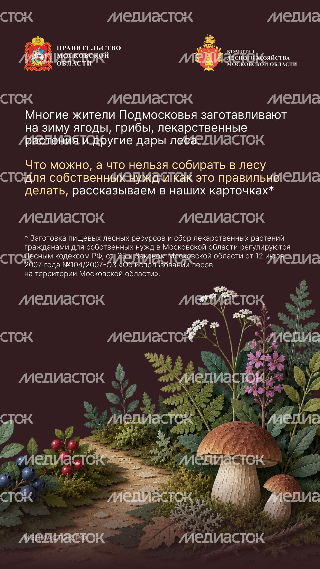 Ягоды, грибы, лекарственные растения вертикаль 02