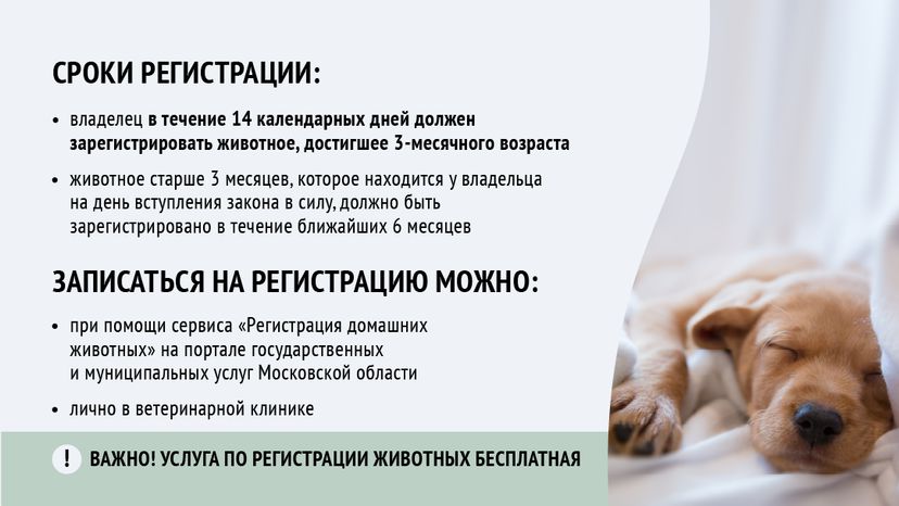 Зарегистрировать домашнее животное ред 2-горизонталь-05.png
