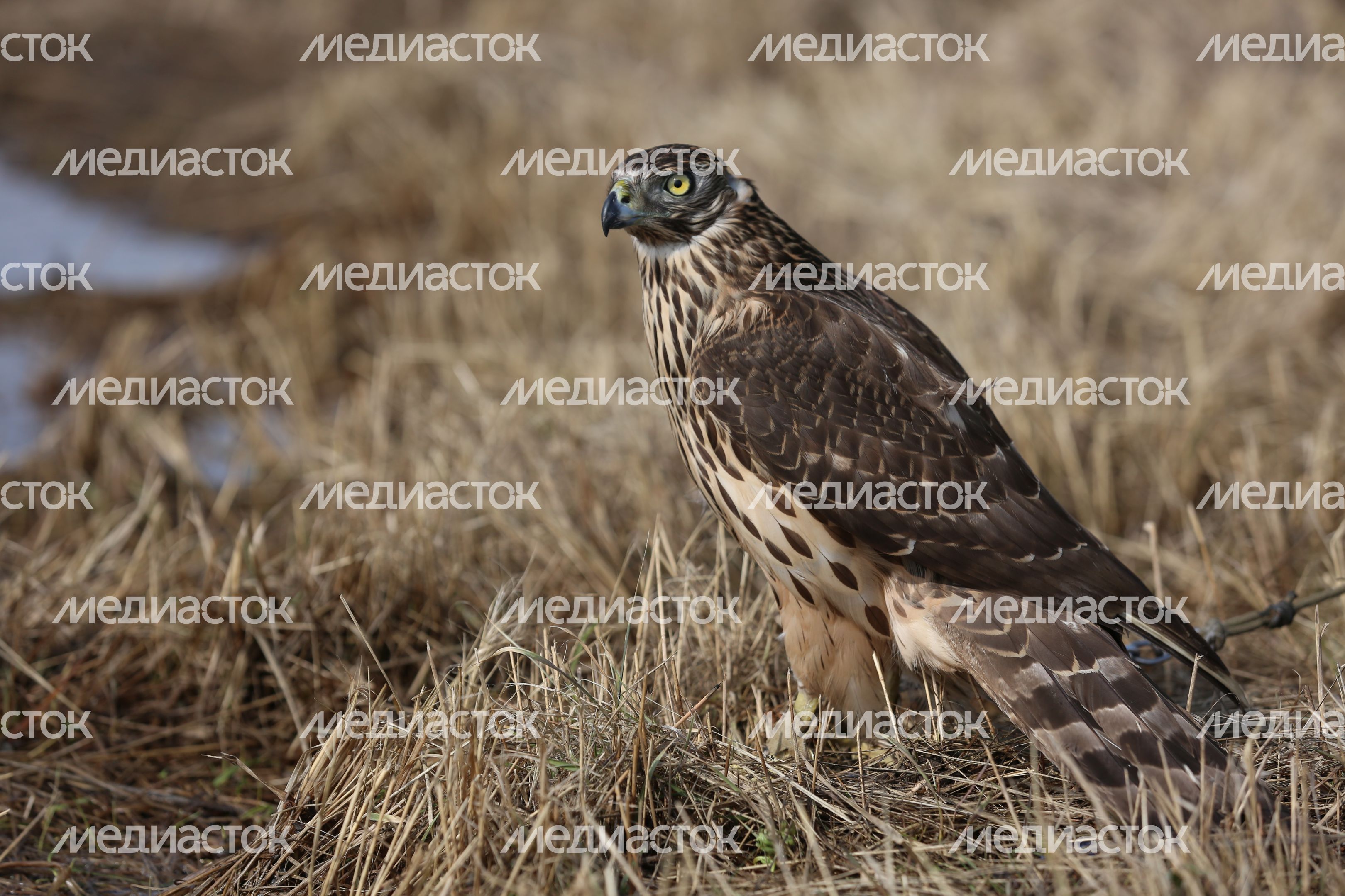 Орнитологическая служба аэропорта «Домодедово»