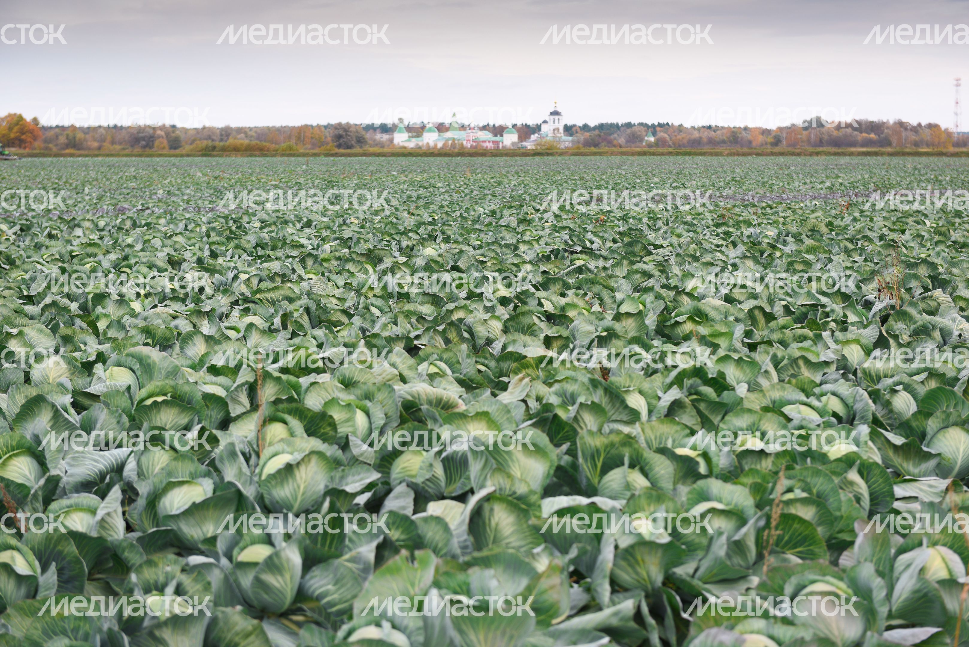 Сбор урожая капусты в Подмосковье