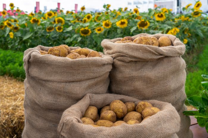 Выращивание сельхозпродукции (картофеля и подсолнечника) на полях компании «Дмитровские овощи»