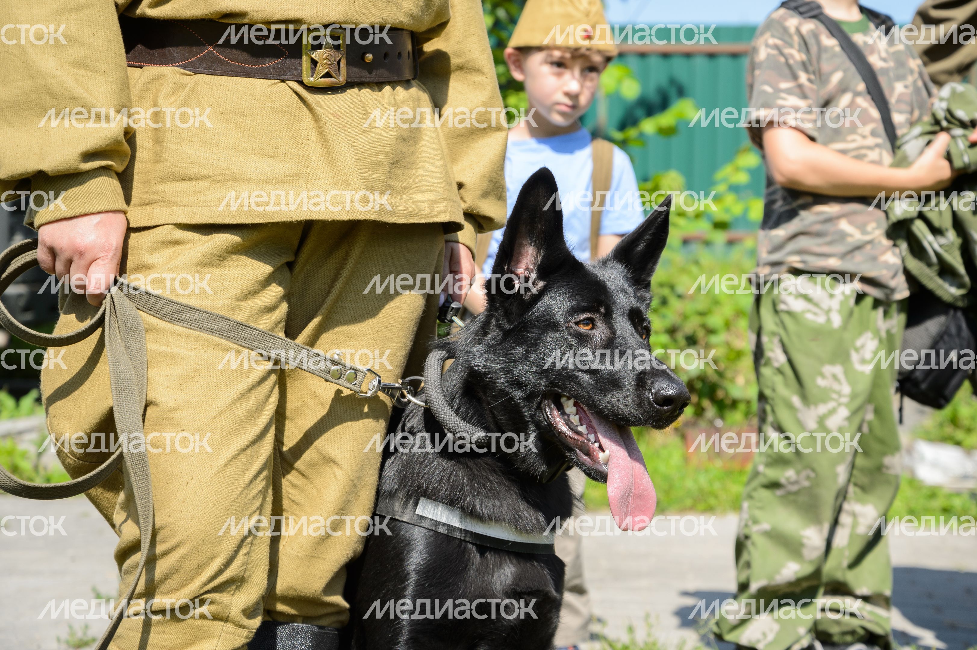 Мытищи. Шолохово. Военно-патриотический фестиваль Фронтовая собака Мытищи. Шолохово. Военно-патриотический фестиваль Фронтовая собака