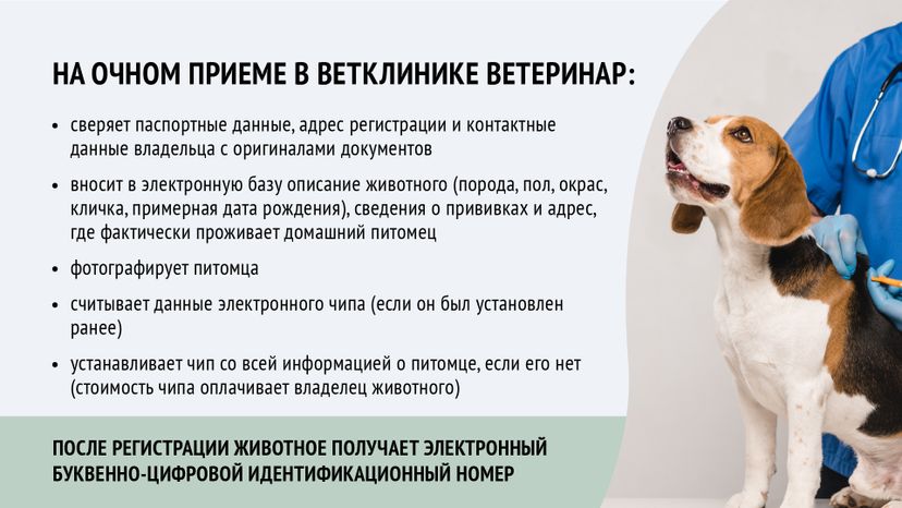 Горизонталь_ зарегистрировать домашнее животное_07-100.jpg