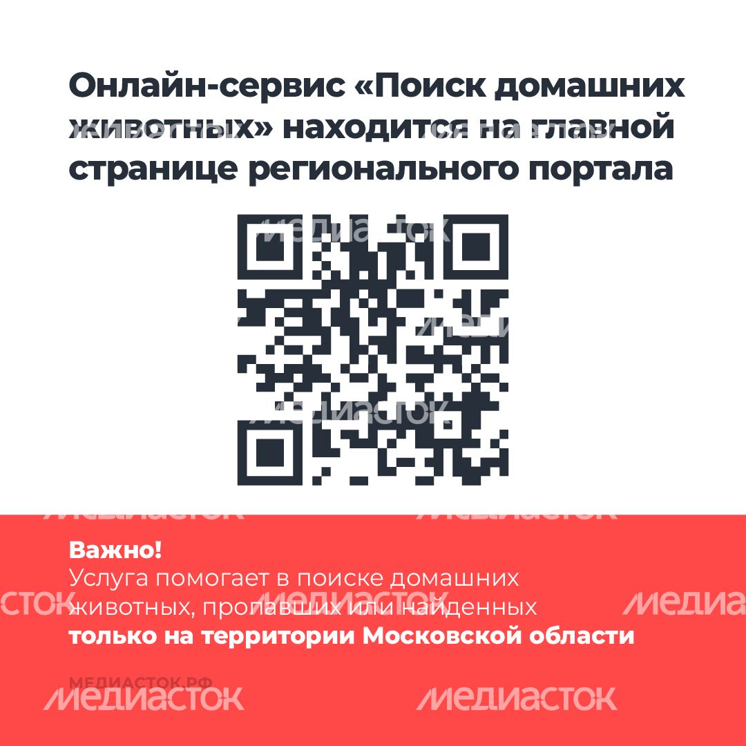 Домашние животные квадрат 03 Домашние животные квадрат 03